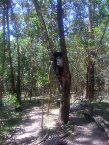 Bear control